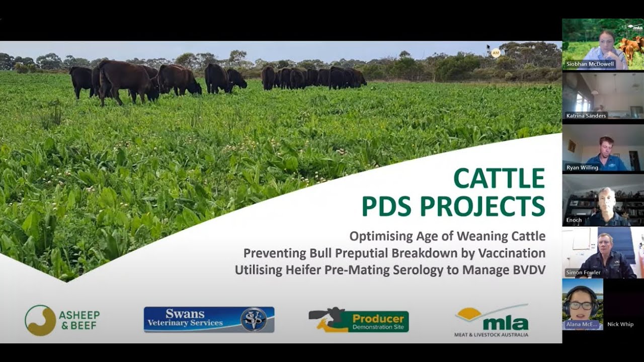 Cattle production webinar: BVDV, bull breakdown and weaning