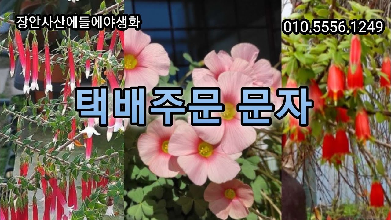 #에파크리스#심홍수몽#뿔남천#별피기원종수선화#향기별꽃#선녀꽃#화이트마네퀸#히말라야앵초#천리향#개나리자스민#쿠페아