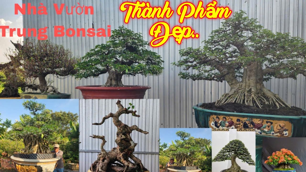 MR TRUNG | #0919670661 | SUNG KỲ LÂN, CHIẾU THỦY LỚN THÀNH PHẨM, KHẾ ĐẸP, SI BÔNG, SAM KHỦNG, MAI.. 