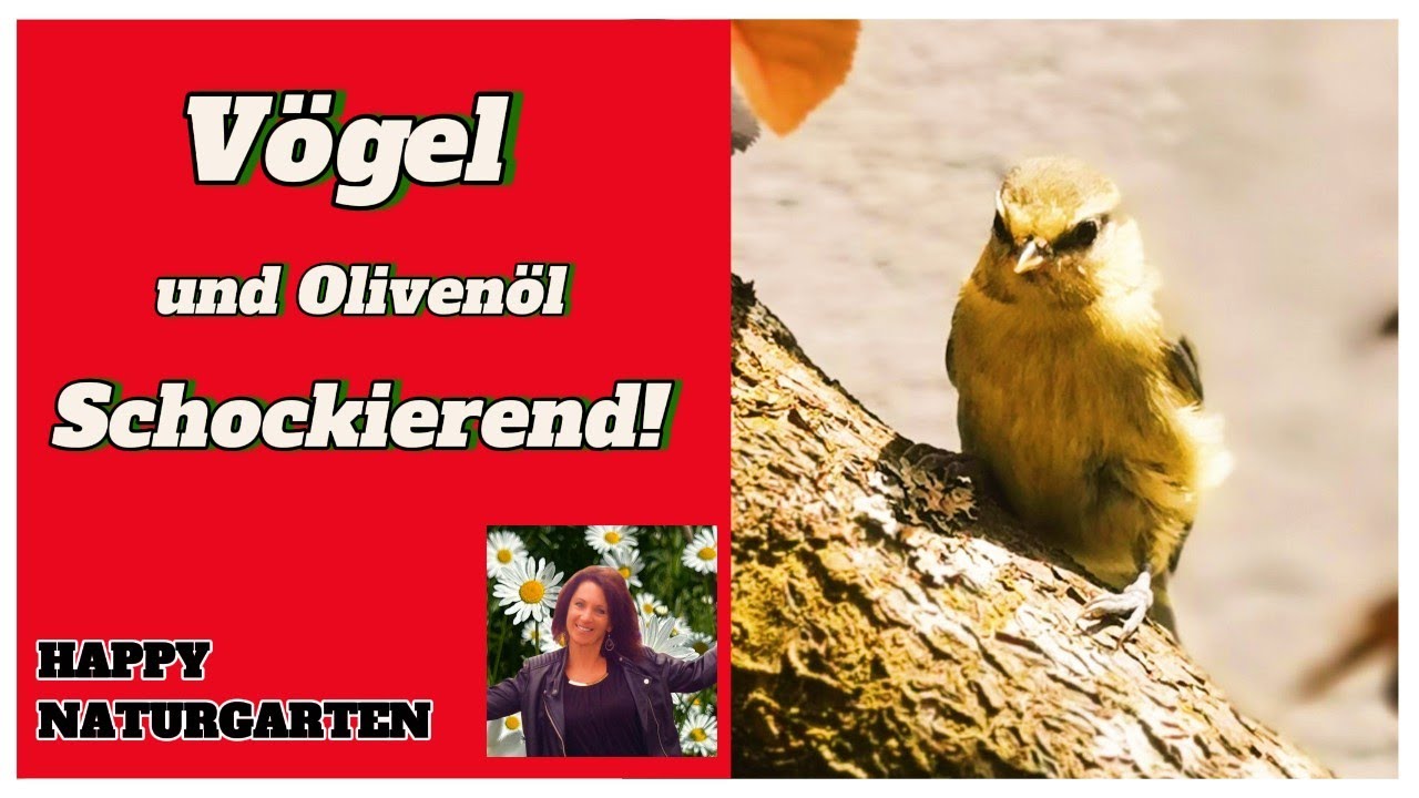 Unfassbar! Vögel in Gefahr! DU kannst helfen!      #naturgarten #vogel #tierschutz  #naturschutz