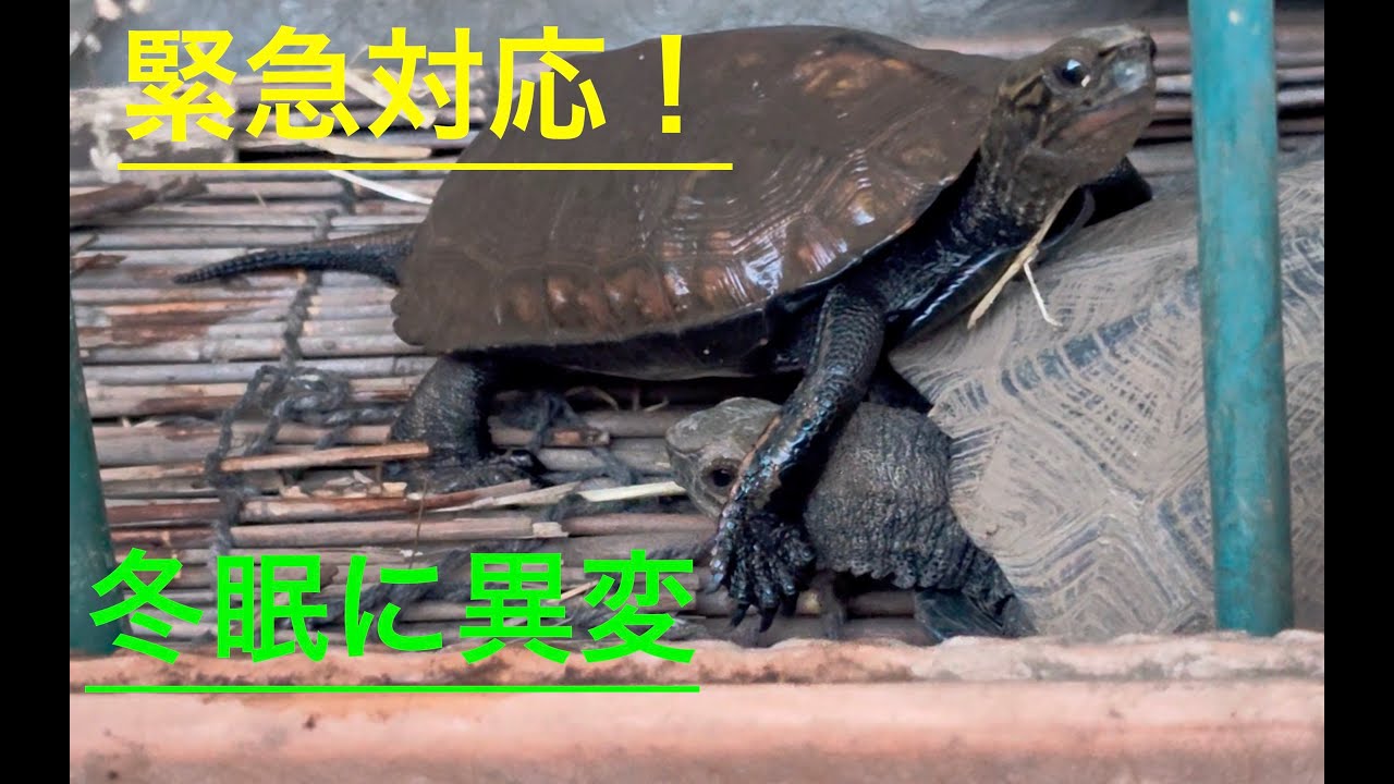冬眠準備で異変発生！　亀チェック！　