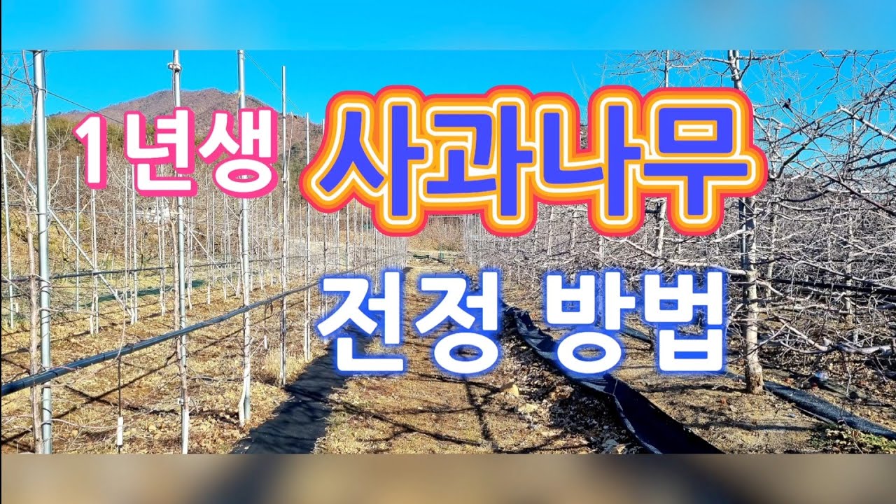 (제8화)1년생 사과나무 전정방법,사과나무 유목 수형 만들기