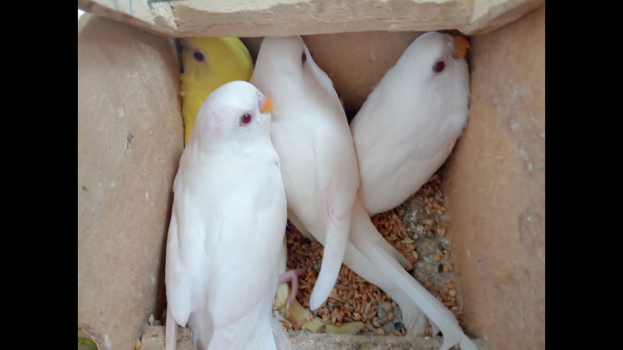 NASCERAM 3 ALBINOS E 1 LUTINO DE PERIQUITO AUSTRALIANO