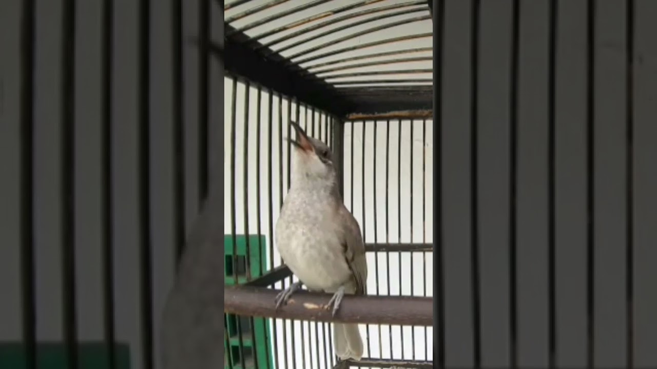 CUCAK KOMBO GACOR
