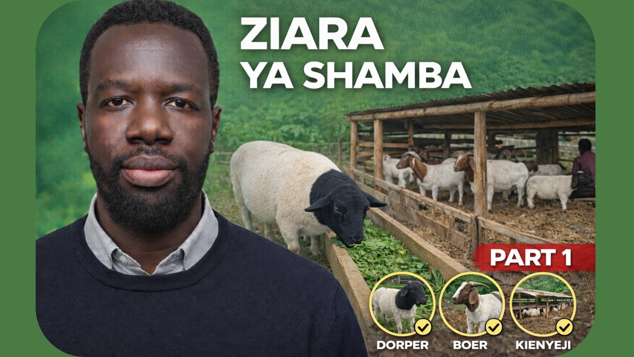 Ufugaji wa Kondoo wa Dorper Kenya | Ziara ya Shamba: Dorper, Boer & Banda la Kienyeji (Part 1)