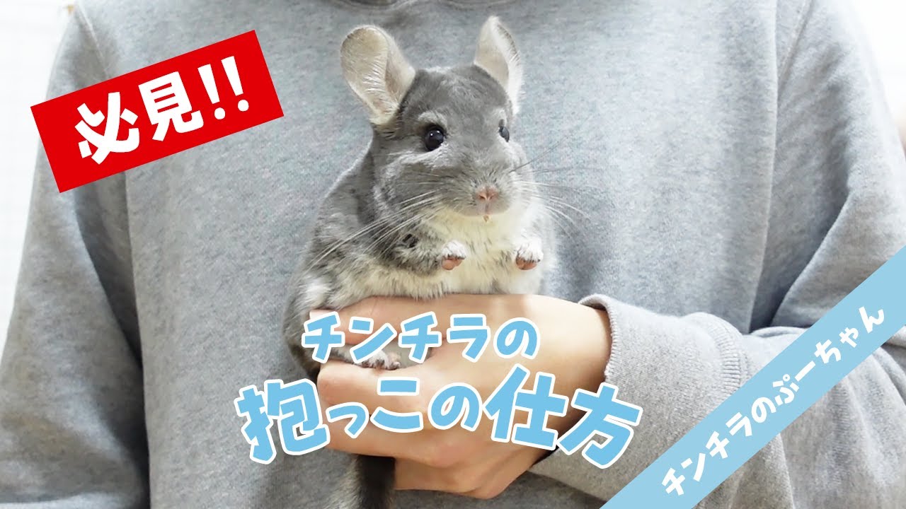 【必見!】抱っこが大嫌いだったチンチラを抱っこできるようになった方法【抱っこの仕方】Funny and Cute Chinchilla