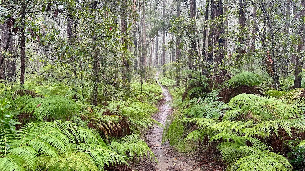 D’Aguilar National Park - Brisbane 