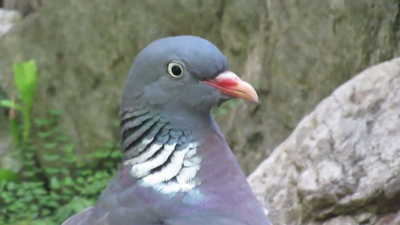Colombaccio