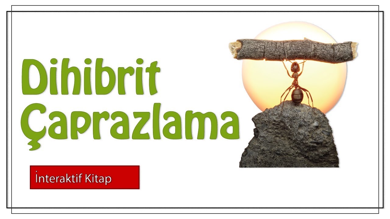 Dihibrit Çaprazlama #sayfa146