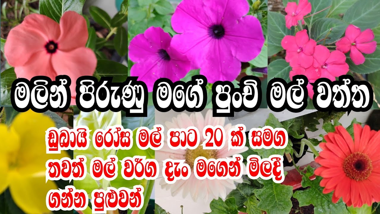 මලින් පිරුණු ලස්සන දවසක් 🍄 @ Irani's diary # small beautiful flower garden#