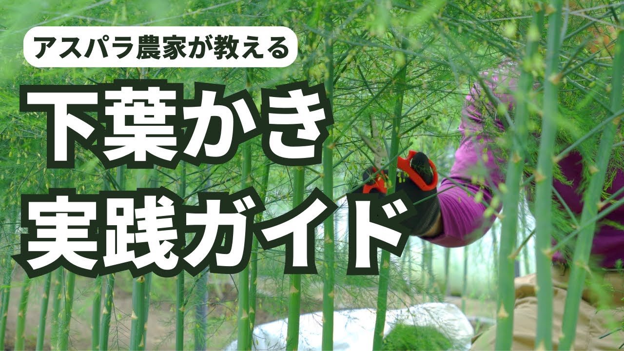 【アスパラ栽培入門】下葉かきの重要性と成功のポイント