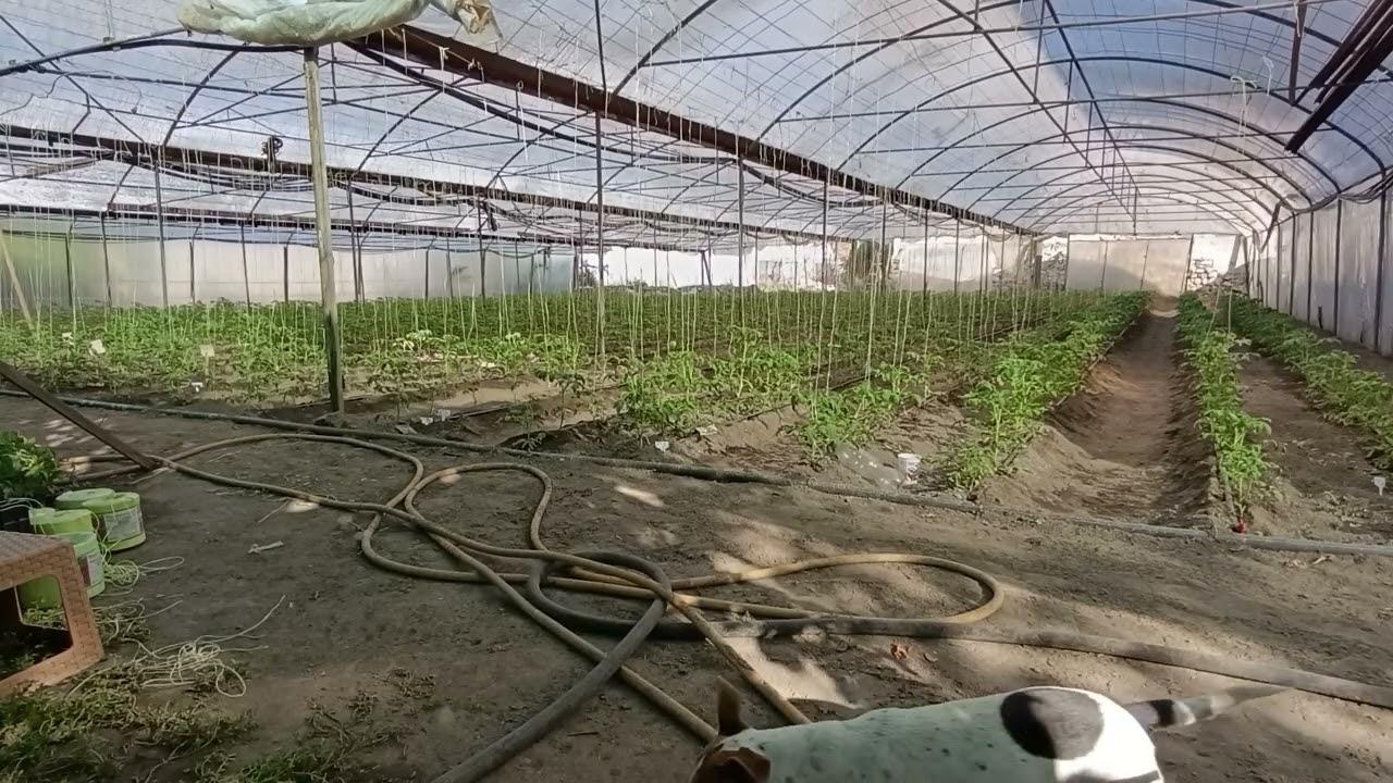Мъдростта от древността до наши дни.С какво торя и пръскам доматите.