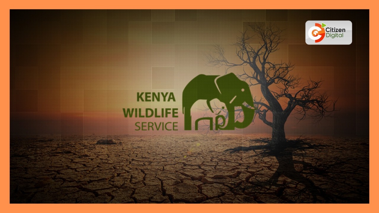 Mwanaume aumwa na nyoka Mwingi