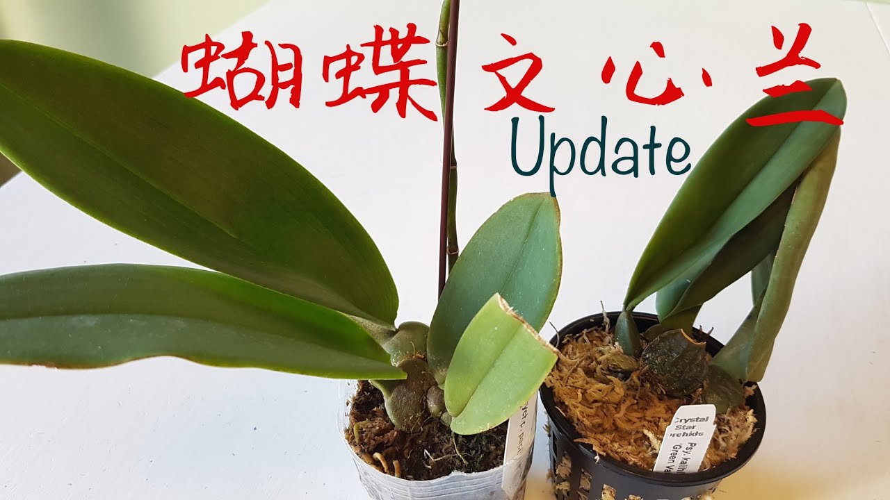 蝴蝶文心兰  Psychopsis update