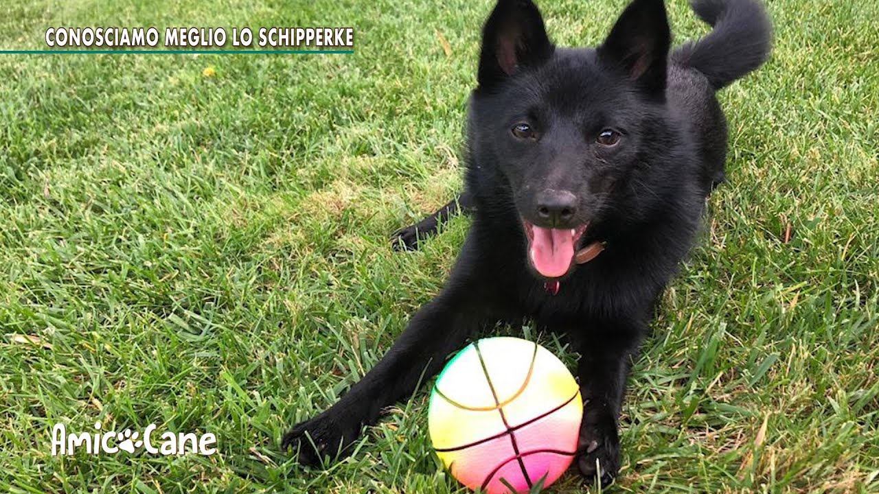 Conosciamo meglio la razza Schipperke - Amico cane