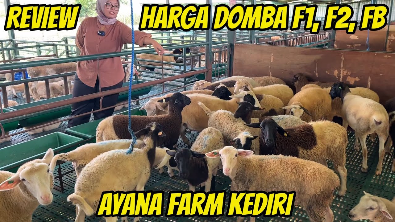 REVIEW HARGA DOMBA DORPER F1, F2, FB DI AYANA FARM KEDIRI
