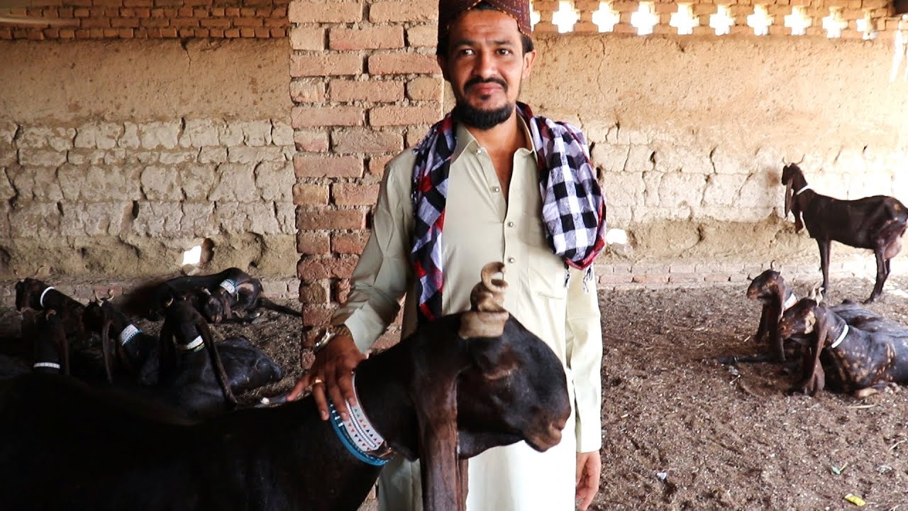 No 1 Kamori Goat's Haji Muhammad Rahu Tando Adam