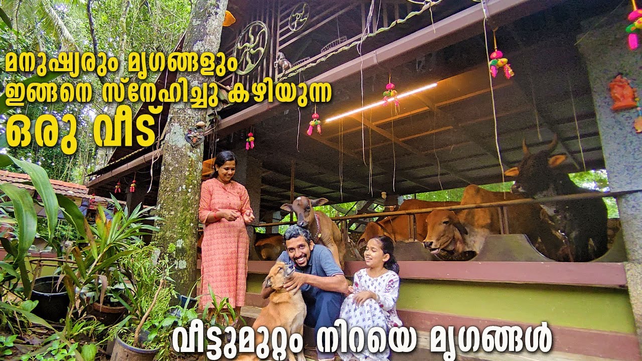 വെറൈറ്റി പശുക്കളുടെ വെറൈറ്റി വീട്; നായകളും , കാളകളും, കോഴികളുമെല്ലാം കൂട്ടുകാർ |സംഭവം ഈ വീട്