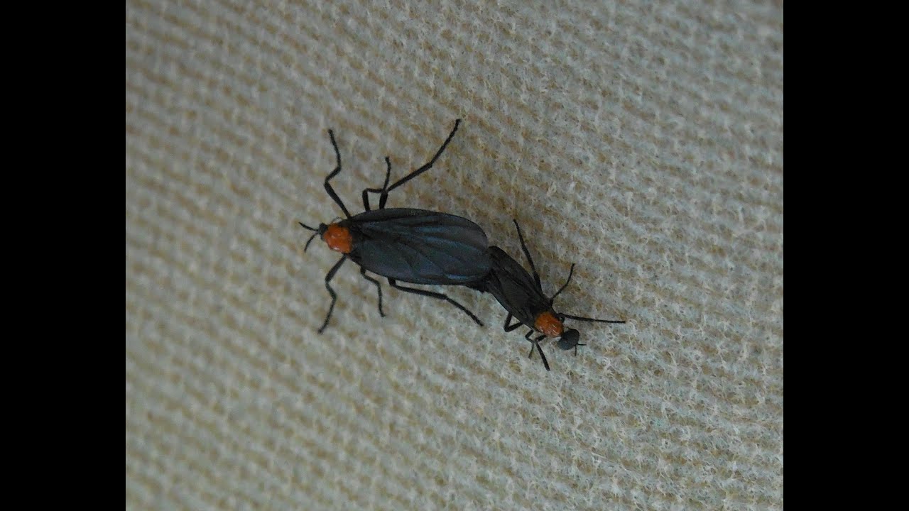 Facts about the Lovebugs
