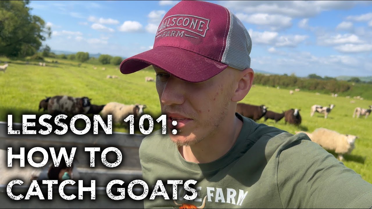 Goats on the Run in the River Field!