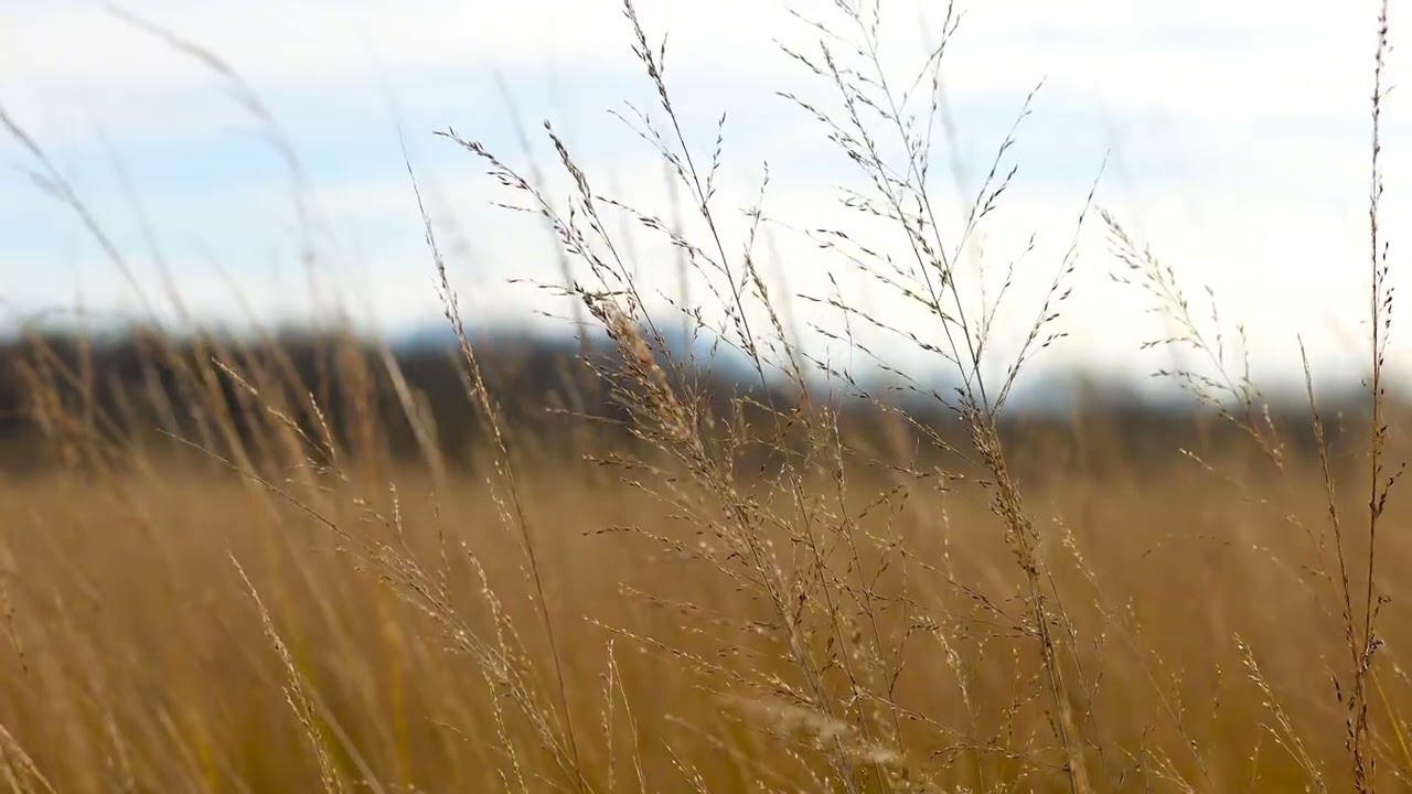 Gentle Relaxation Music | ดนตรีผ่อนคลายนุ่มๆ ฟังเพลิน