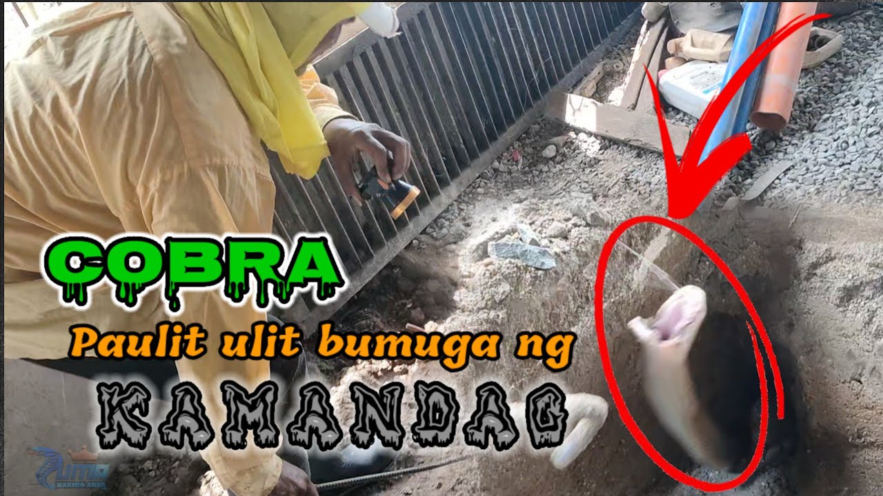 Cobra paulit ulit na binugahan ng kamndag sa mukha si zuma | zuma haring ahas
