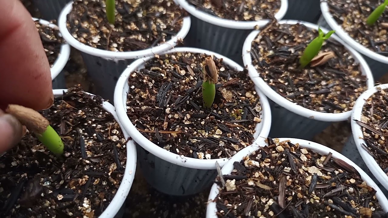 #ALGUNS CUIDADOS NECESSÁRIO PARA COM SUAS BEBES# ROSAS DO DESERTO#