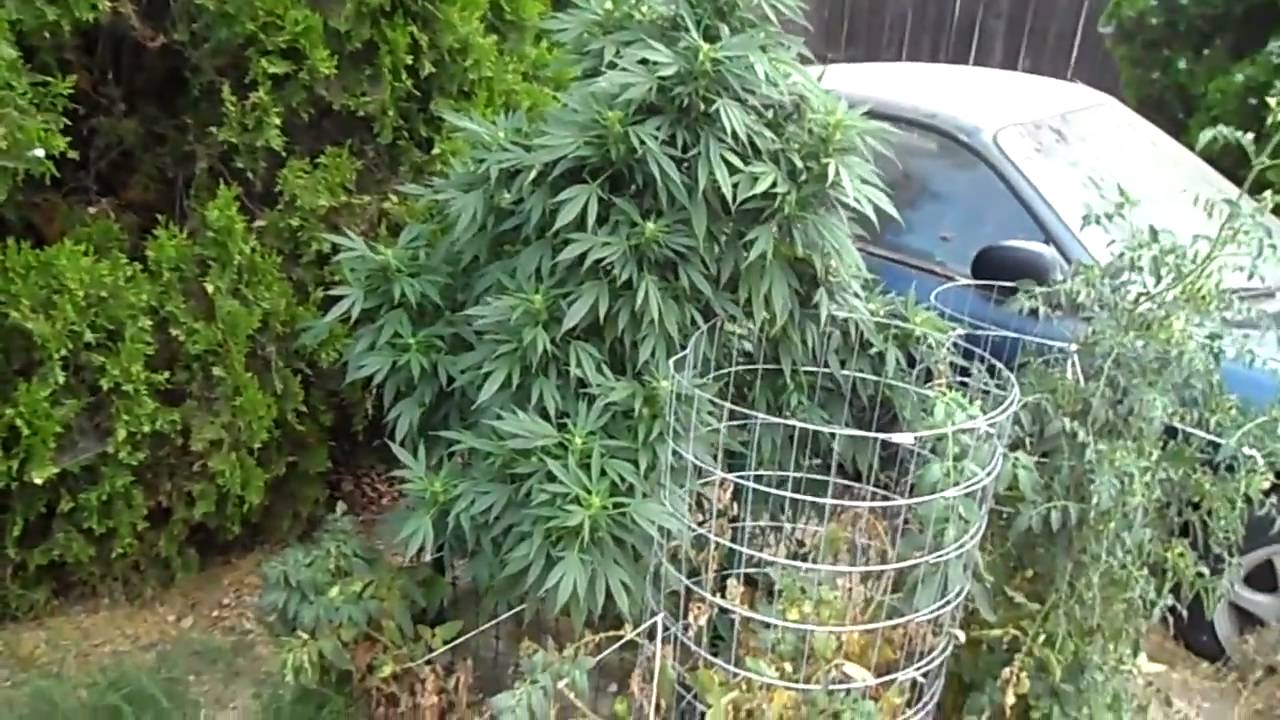 Outdoor Marijuana Victory Garden APR - OCT  AK-47