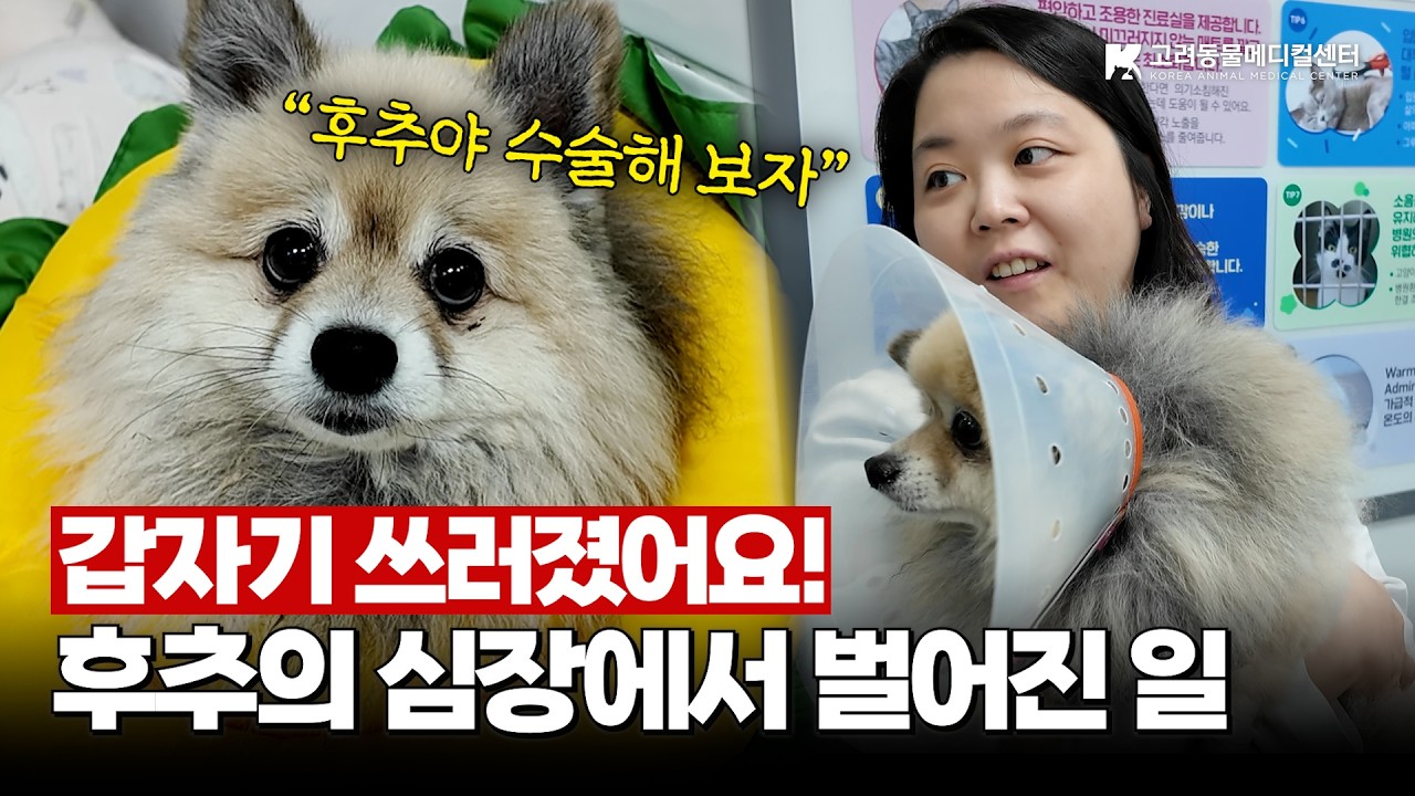 수술이 필요한데… 주치의가 멈칫한 이유🤔 #브이클램프 #심장수술 #강아지수술