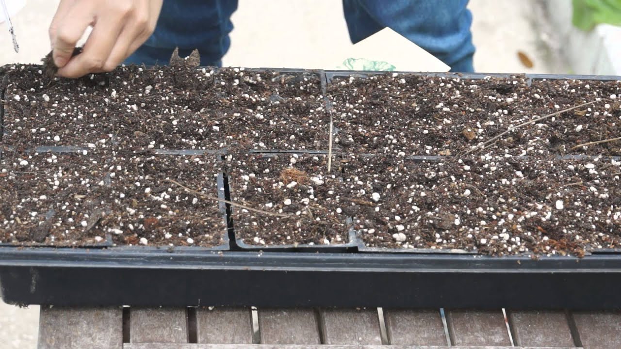 How to start vegetable seeds in seed starter （使用育苗盆给蔬菜育苗）