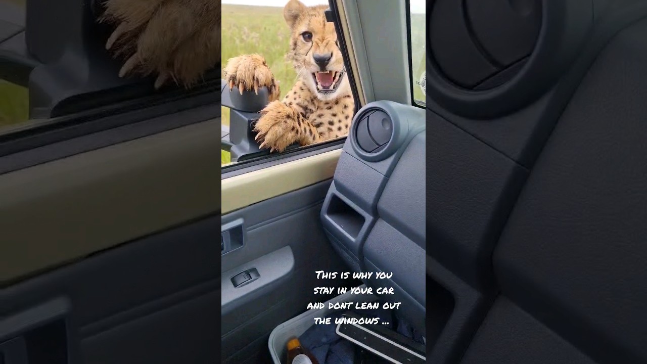 Cheetah climbs on the car - What do you do?