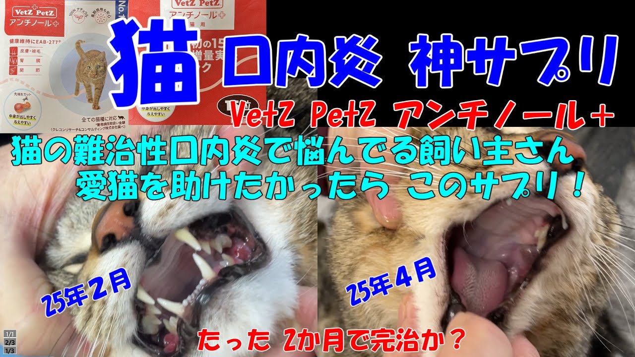 猫口内炎 神サプリ 猫の難治性口内炎で悩んでいる飼い主さん　愛猫を助けたかったらこのサプリを買え！＃保護猫＃子猫＃kuromomo12345