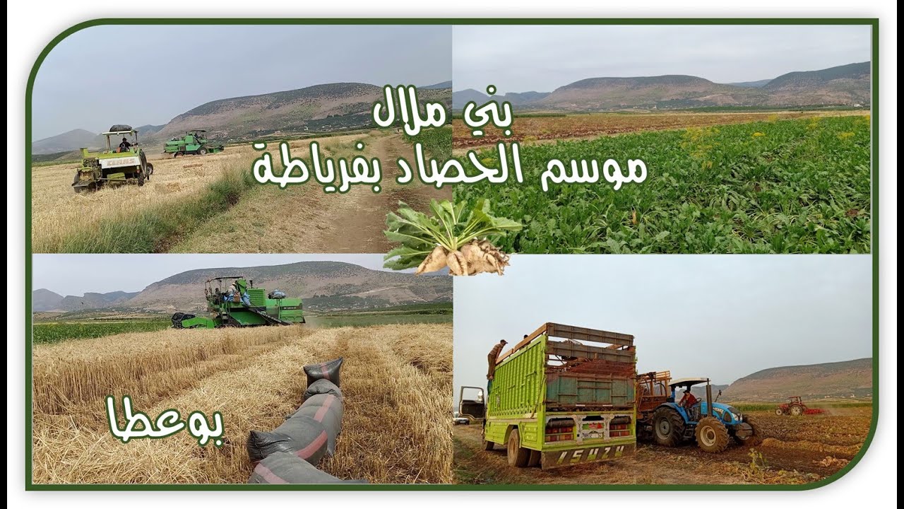 SAISON DE LA MOISSON A FARYATA BENI MELLAL فريـــــــــاطة بني ملال وعصر المكننــــــــــــة