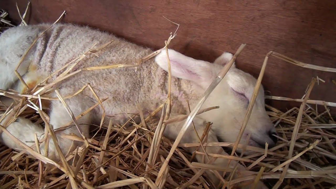 Lambing Sunday 2011 at Bicton College