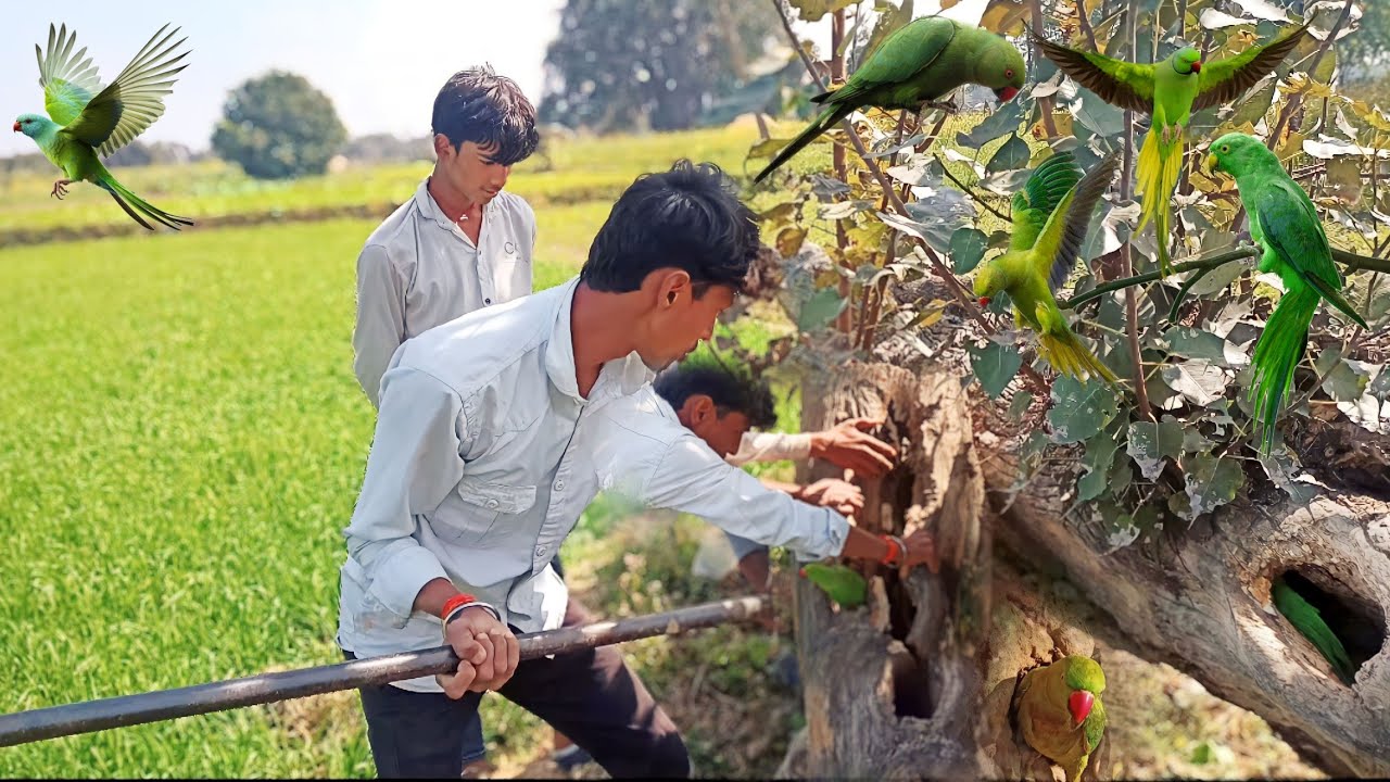 How To Catch Parrot From Tearout Tree🌳पेड़ को फाड़ कर तोता को पकड़ लिया🦜||Parrot Rescue Kaise Kiya💁|