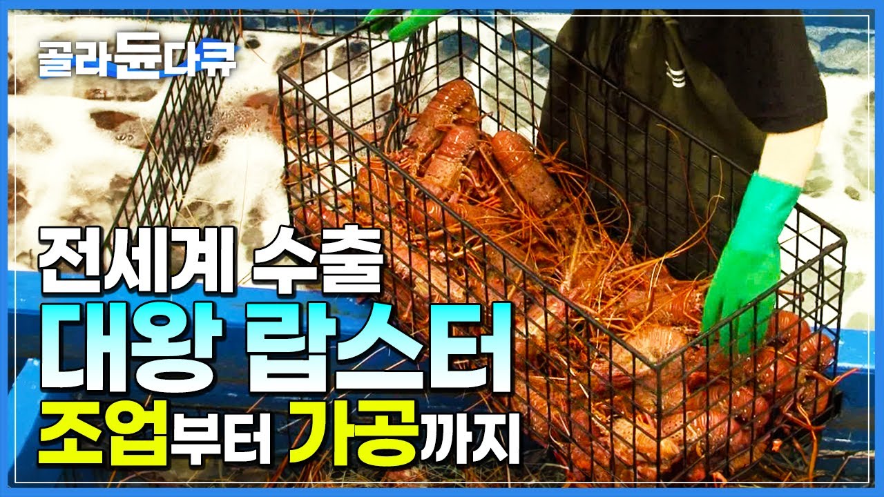 작은 어촌마을 먹여살리는 효자 상품! 팔뚝만 한 대왕 랍스터 만선 새벽 조업 현장부터 가공 공장까지 한번에 보기┃호주┃세계테마기행┃#골라듄다큐