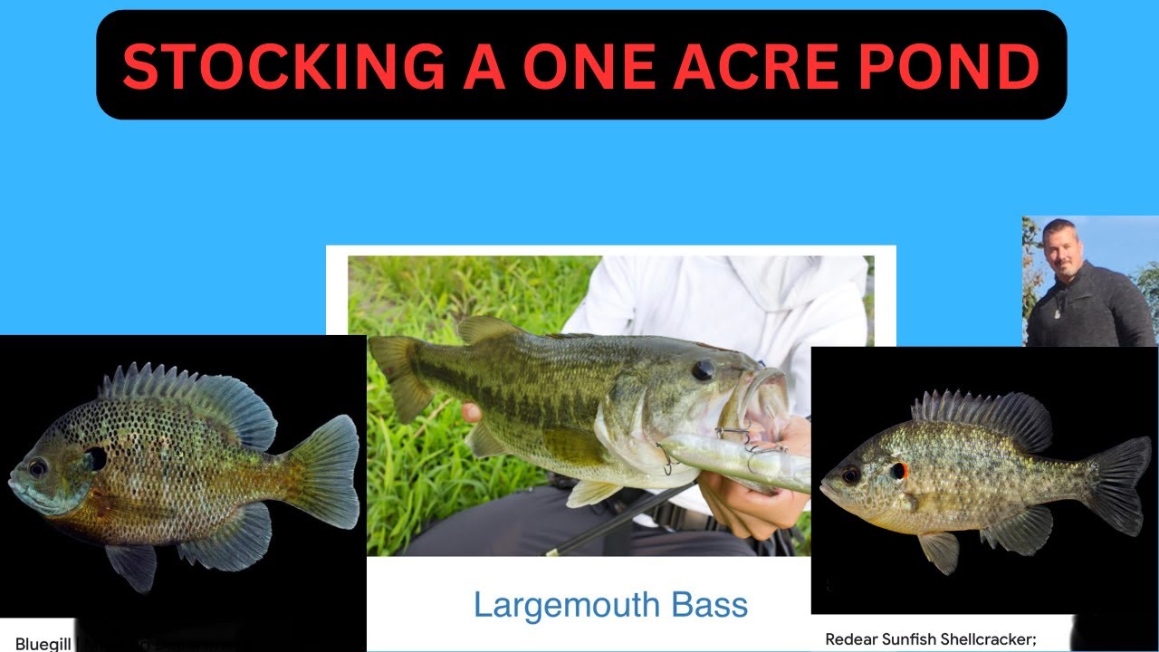 STOCKING MY 1 ACRE POND WITH BASS, BLUE GILL AND RED EAR SUNFISH.