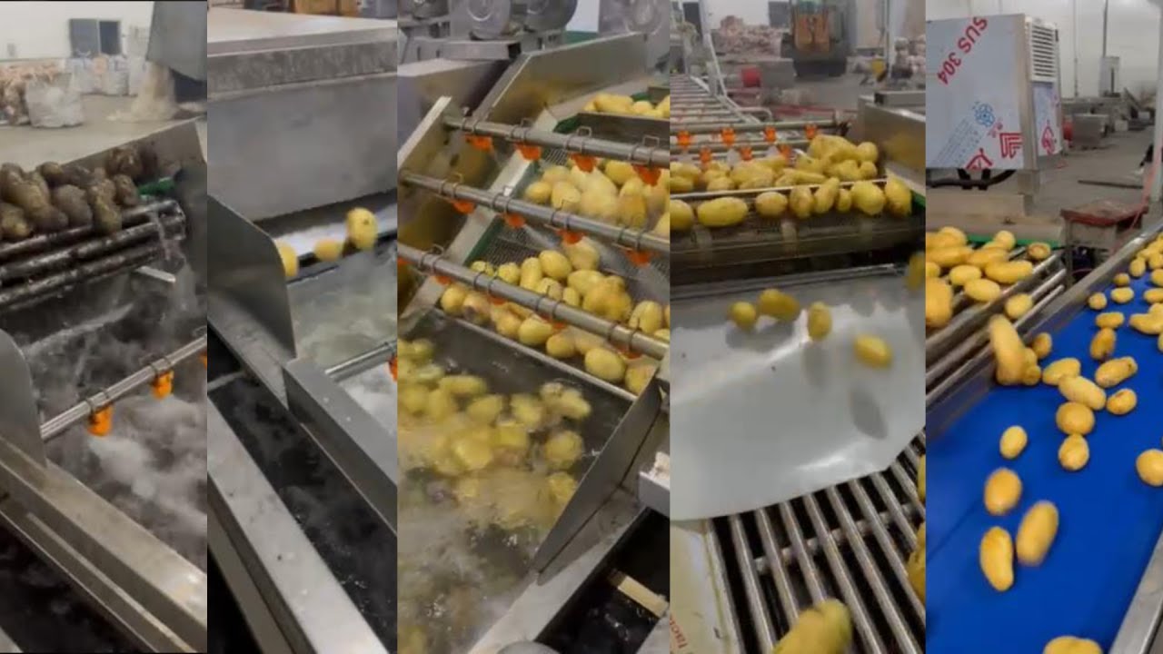 Bulk Fresh Potato Washing Machine | Root Vegetable Washer | Potato Cleaning Line