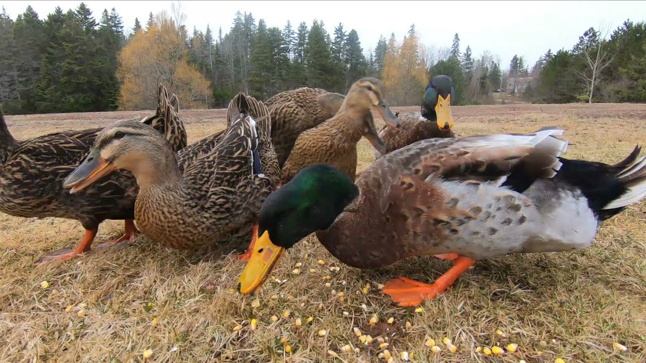 Farm Duck feeding frenzy!!! Rouen Ducks eat a lot