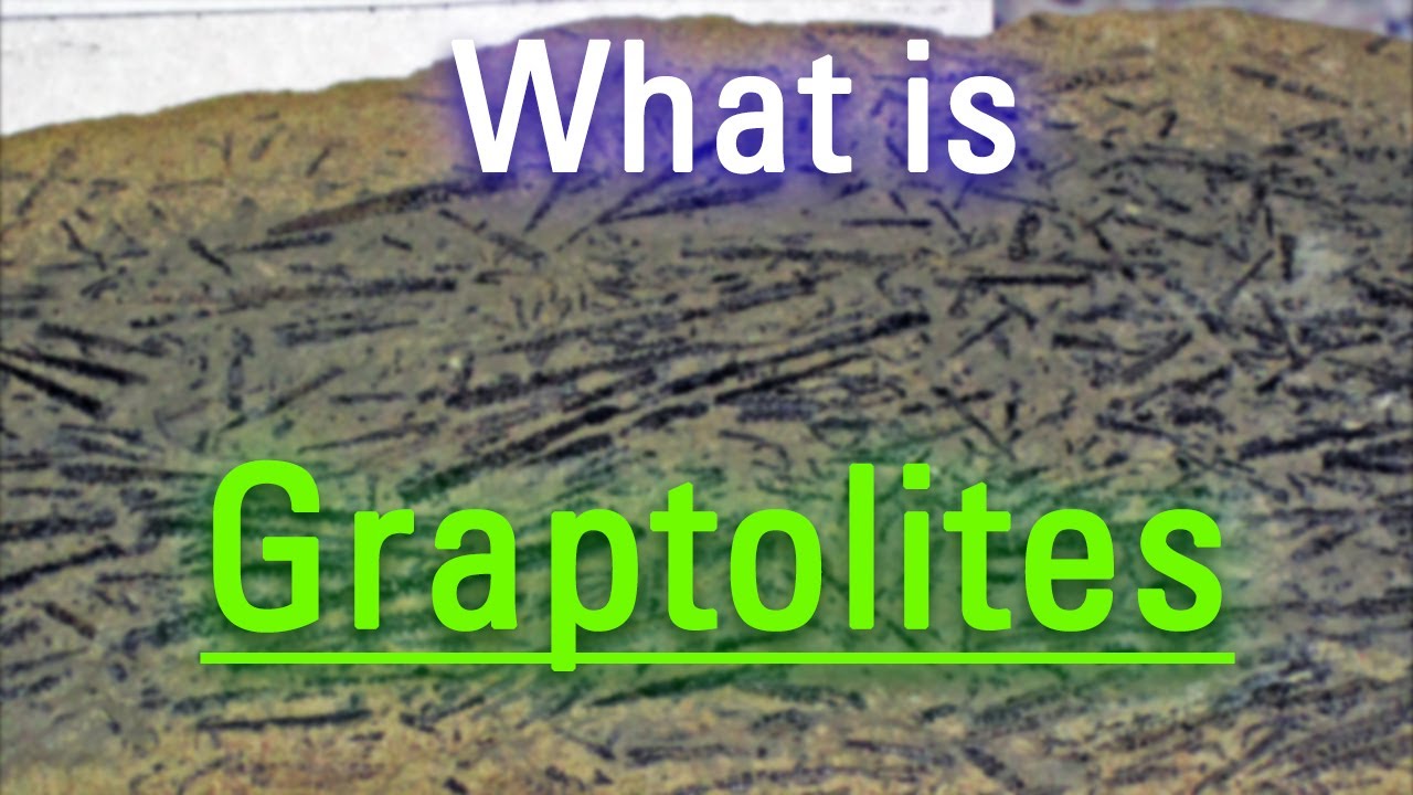 How Do Graptolites Look? | What are Graptolites? | How to Say Graptolites in English?