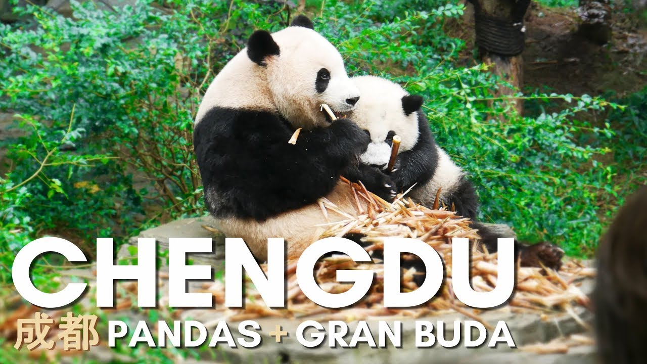 Osos Panda en China. Chengdu y Leshan | CHINA #3