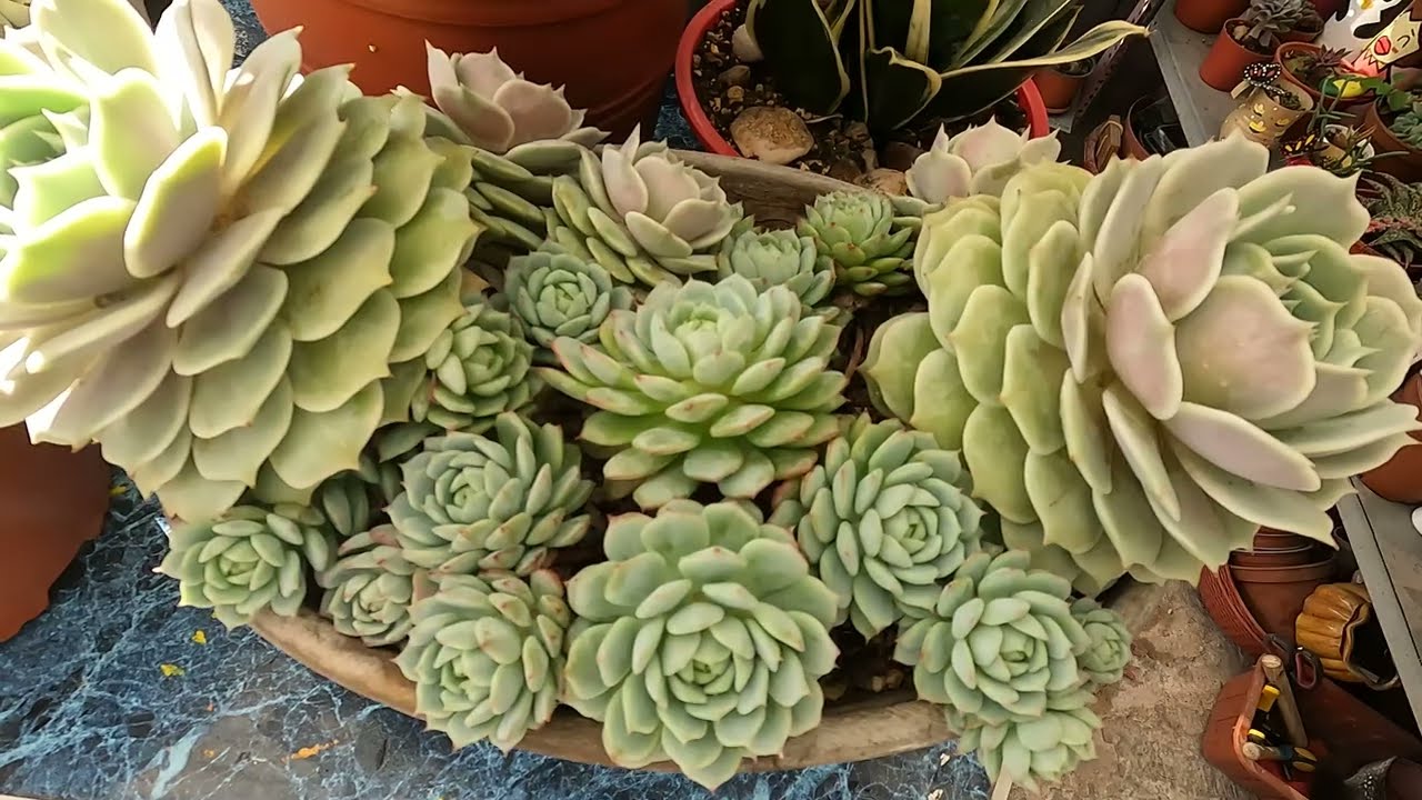 DIEZ VARIEDADES DE PLANTAS QUE NO MUESTRO #colores #suculentas #echeverias #plants #garden #diy
