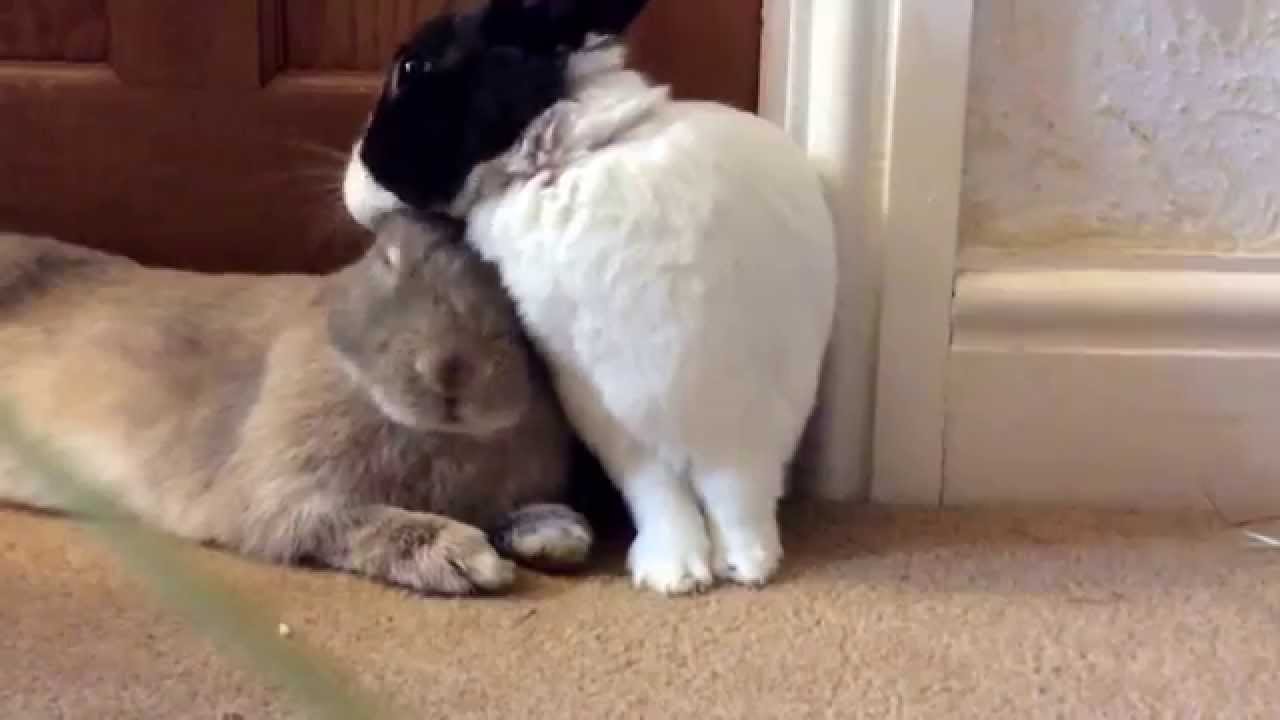 Date no. 12 Cuddles & grooms