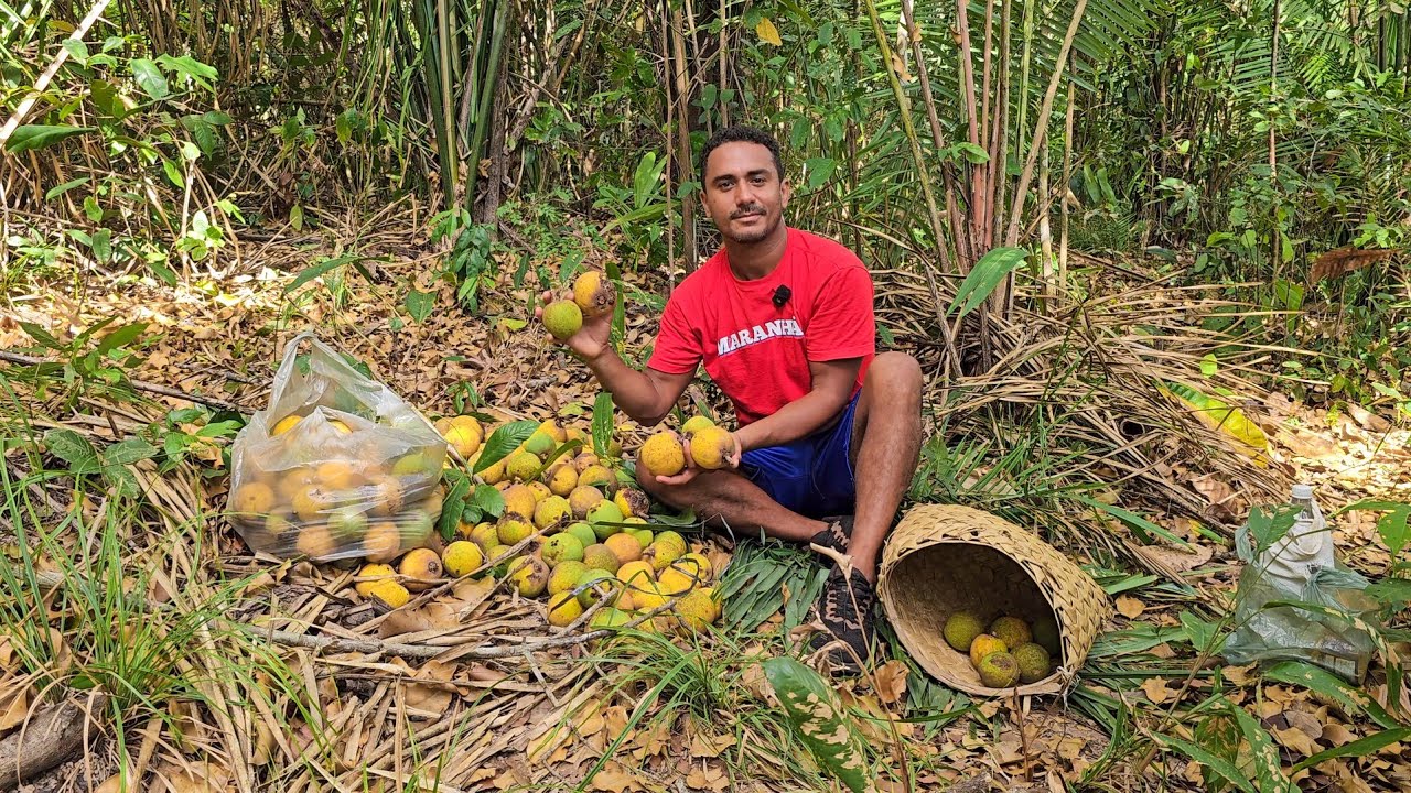 Encontrei no meio das matas um bacurizeiro cheio de frutas maduras (a fruta mais gostosa do mundo)
