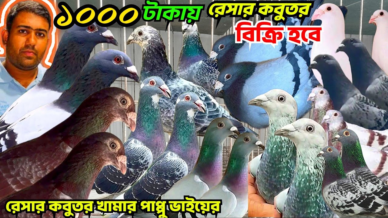ক্লাবের রেসার কবুতর কিনুন। পাপ্পু ভাইয়ের খামারের রেসার কবুতর বিক্রি হবে। সবচেয়ে কম দামে, mohsintv 