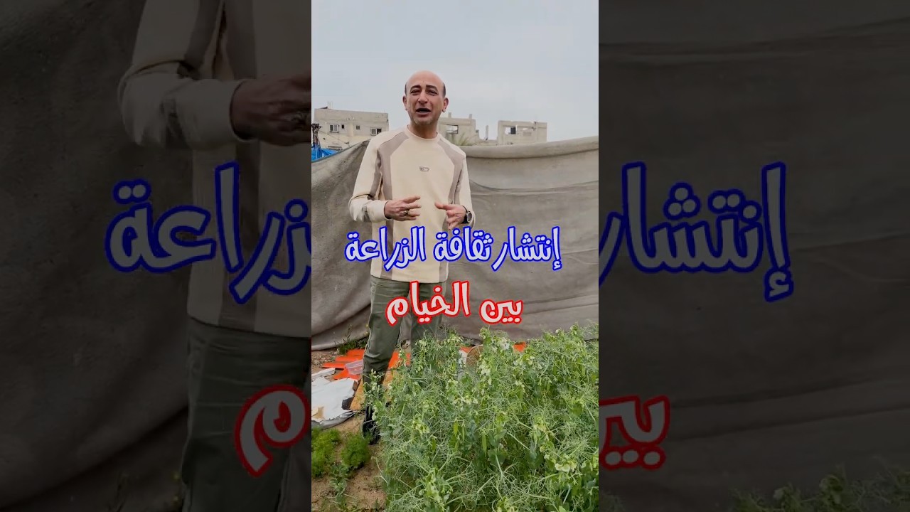 إنتشار الزراعات المنزلية بين خيام النازحين في غزة #plants #نباتات #camping #تخييم