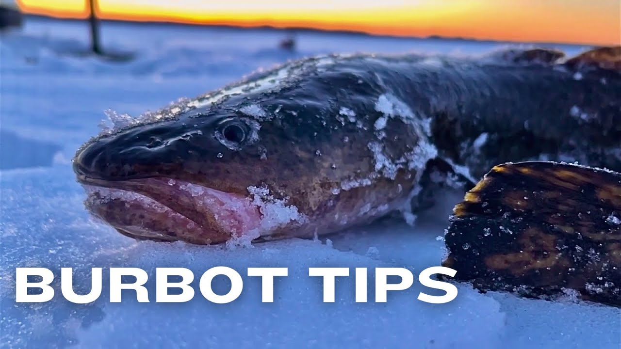Ice Fishing Pre-Spawn Burbot Tips (Location/Lures/Technique)