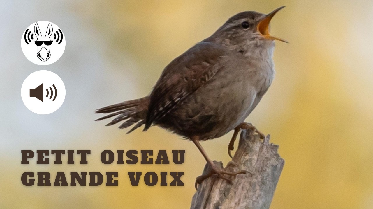 Troglodyte mignon : petit oiseau, grand talent | Birds Singing | Eurasian Wren | Sounds of Nature 🐦🎶