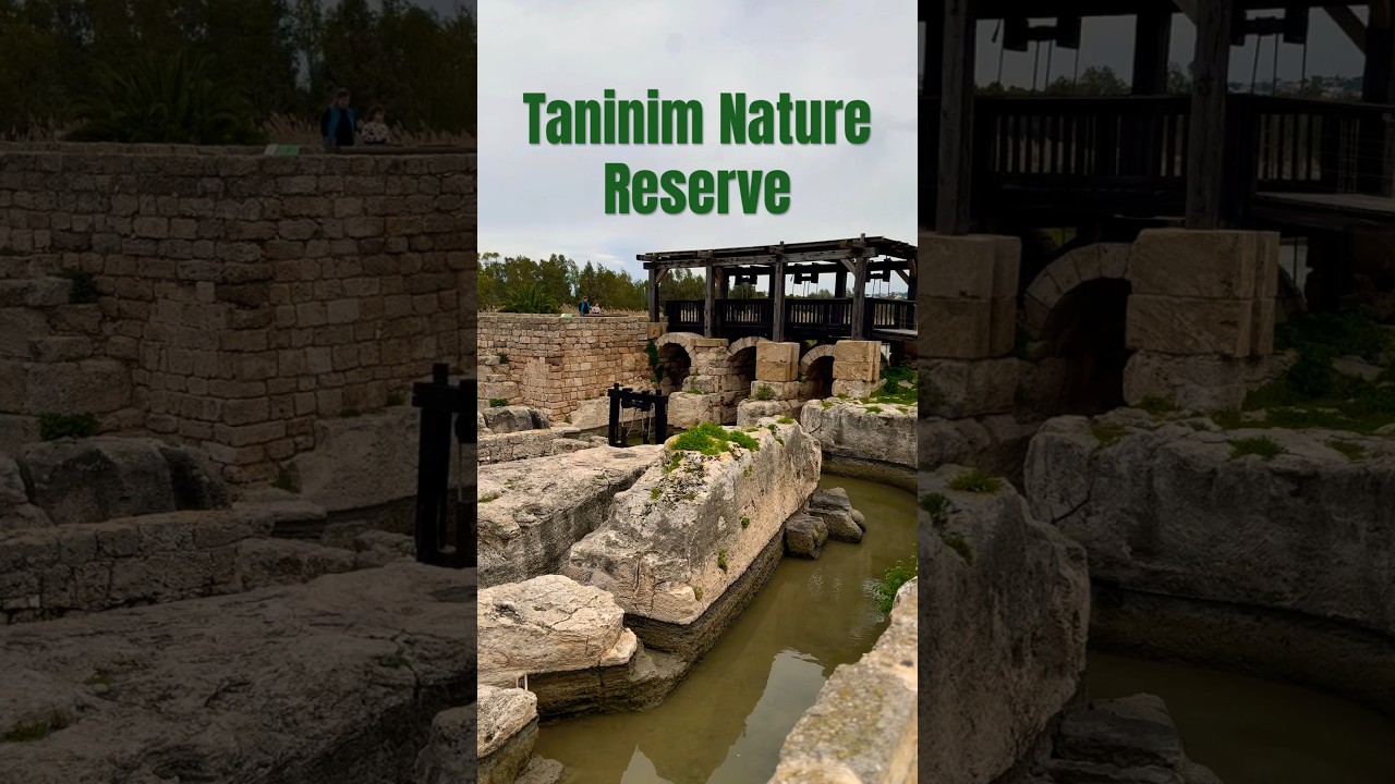 Taninim Nature Reserve 🪨🌳 #israel #nature #archeology #history #naturereserve #travel
