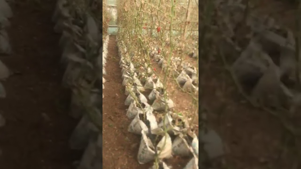 How Terrible Tuta Absoluta is to greenhouse Tomatoes